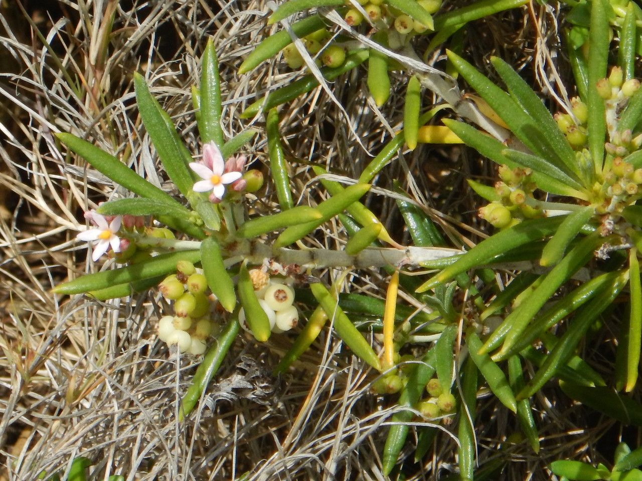 Strumpfia maritima — search result for 'Venezuela'