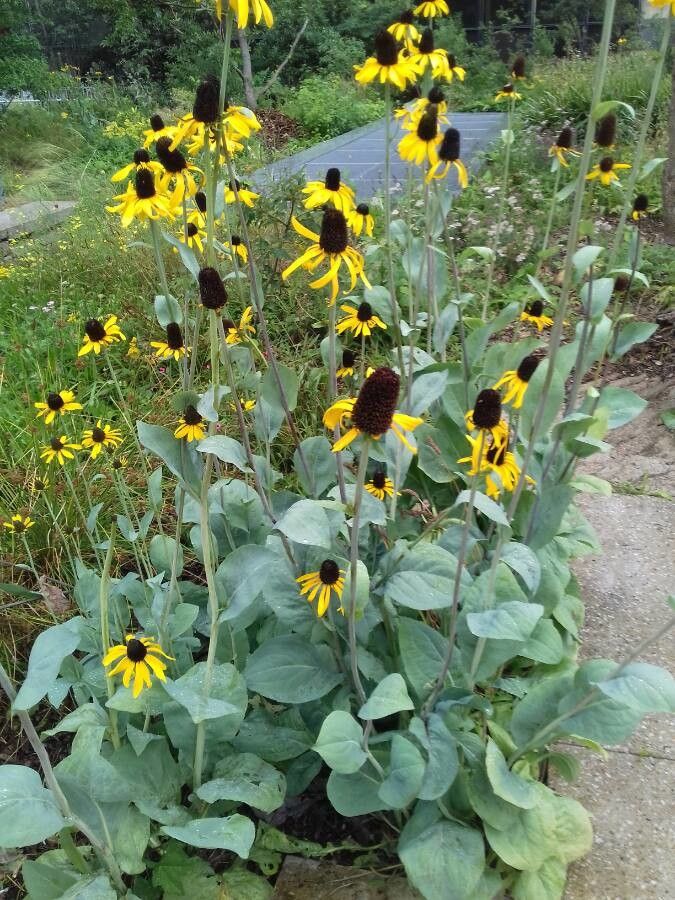 Rudbeckia maxima habit
