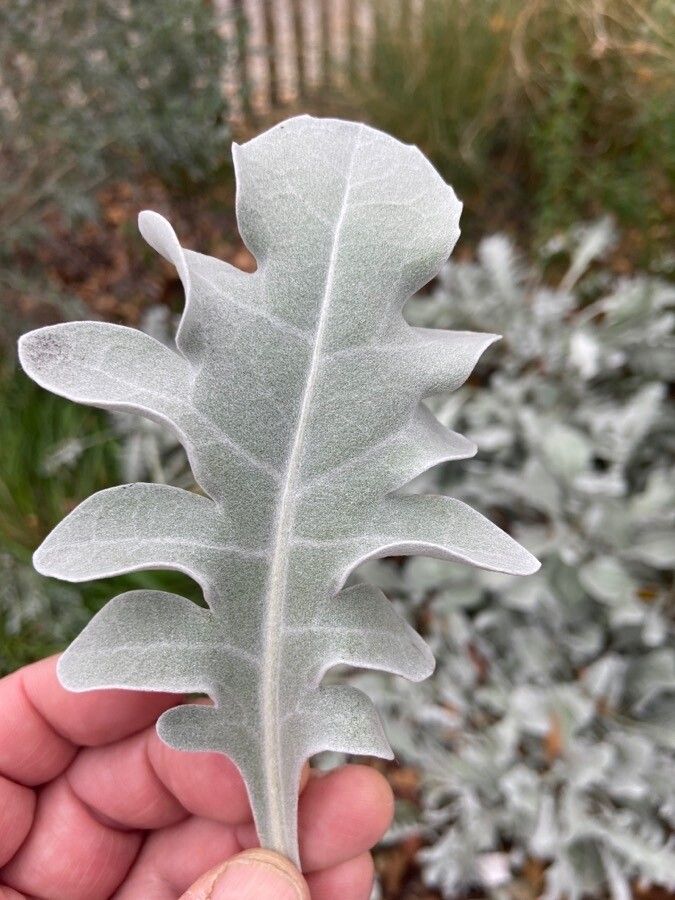 Centaurea ragusina — search result for 'Croatia'