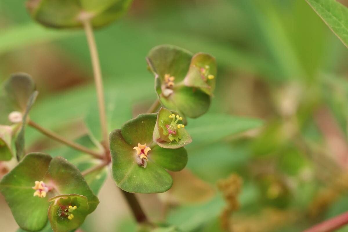 Euphorbia sendaica — houseplant care guide