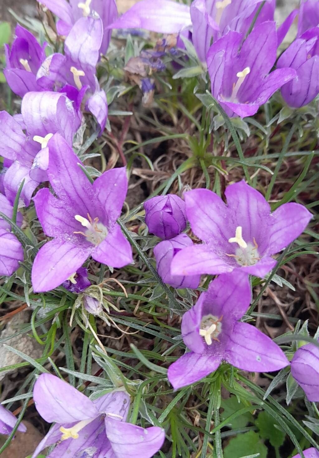 Edraianthus dinaricus — related species from the same genus