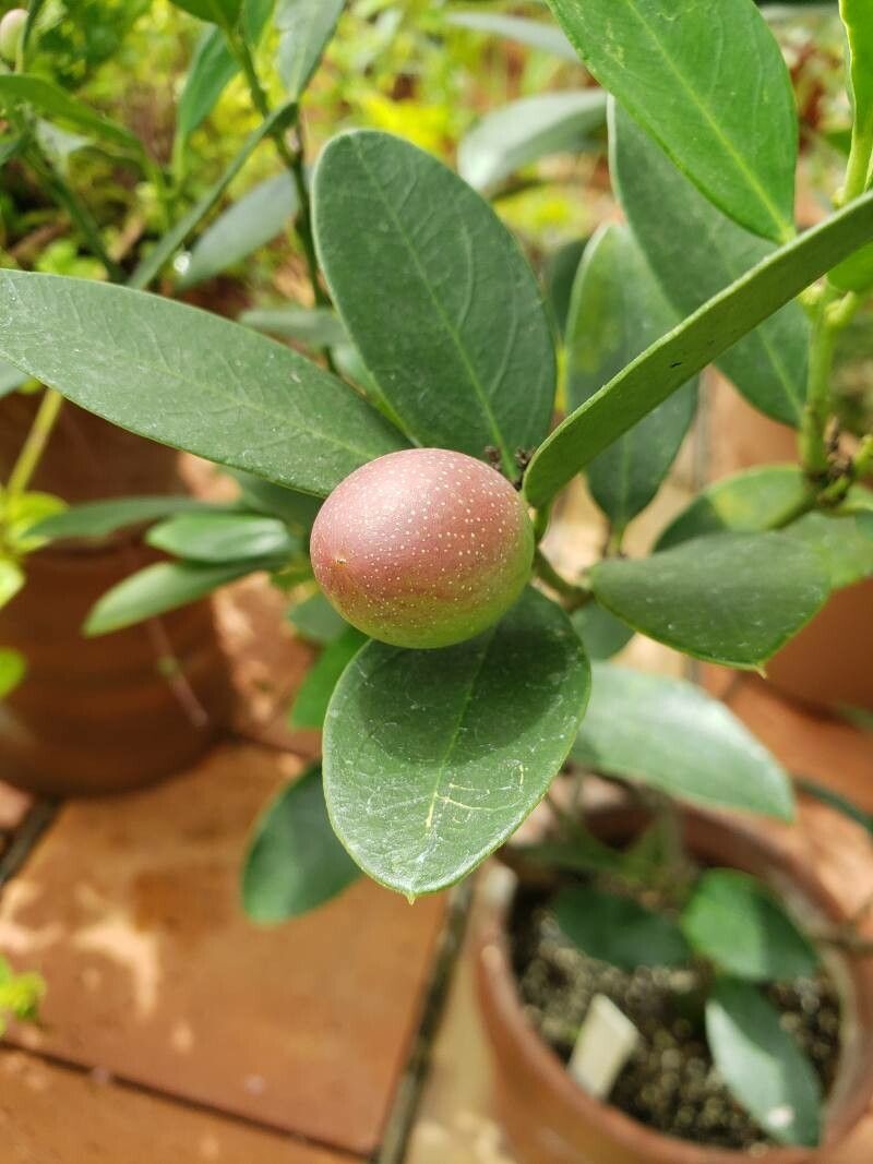 Acokanthera oppositifolia fruit