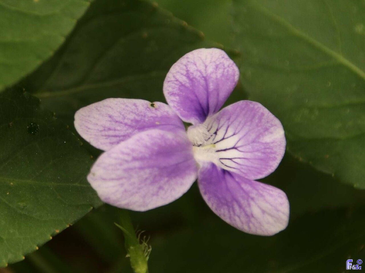 Viola anagae flower
