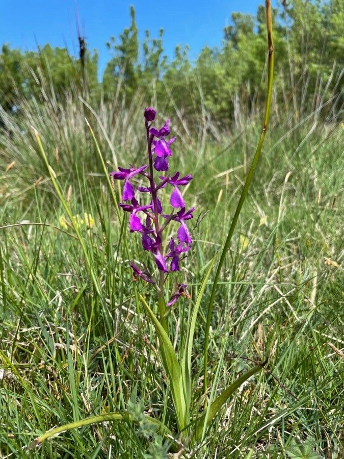 Anacamptis palustris habit