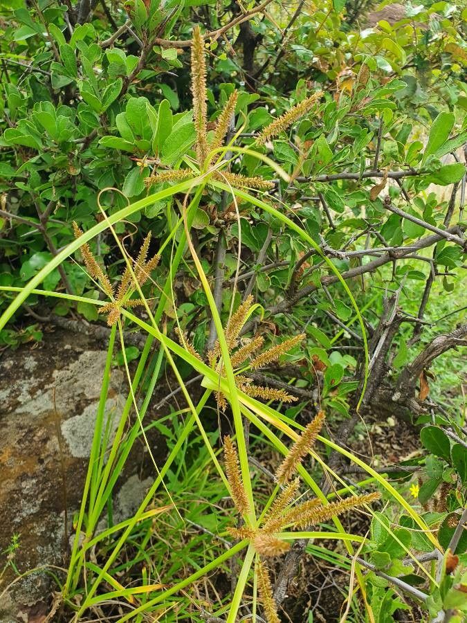 Cyperus rohlfsii habit