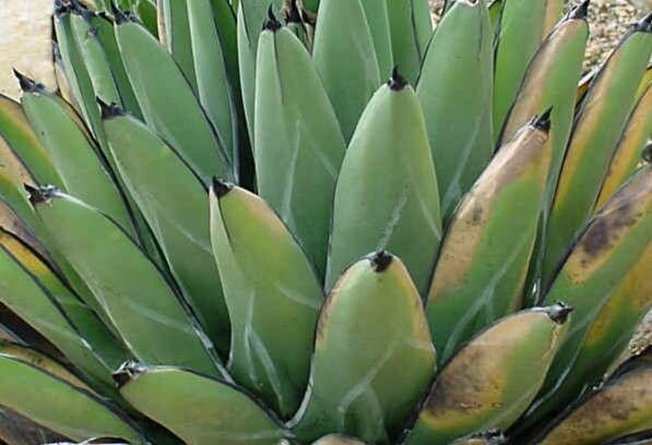 Agave nickelsiae — houseplant care guide