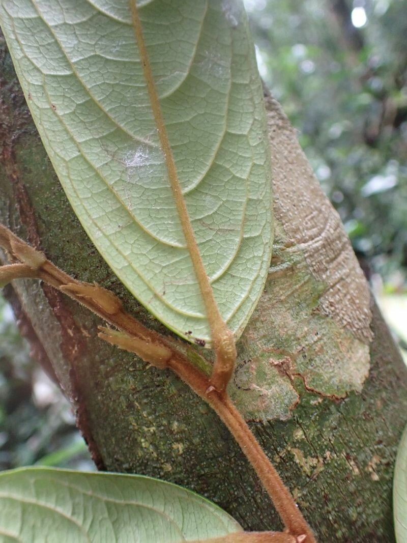 Drypetes laciniata — houseplant care guide