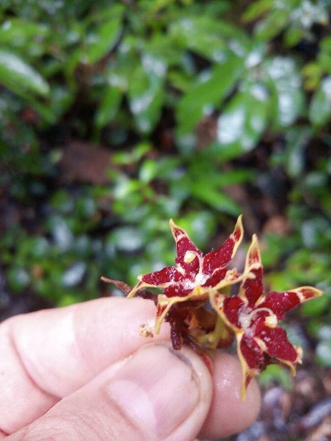 Sterculia excelsa flower