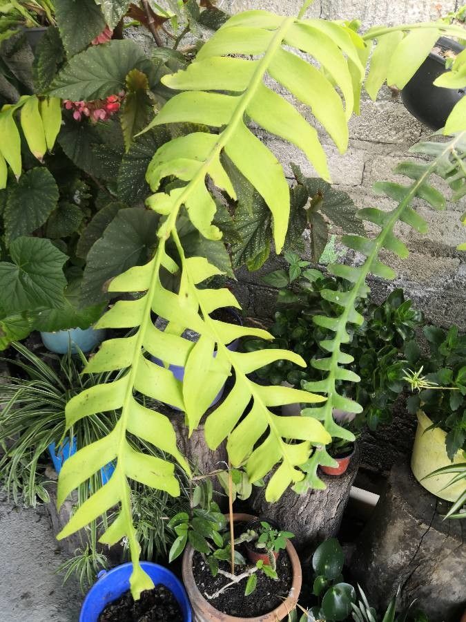 Selenicereus chrysocardium bark