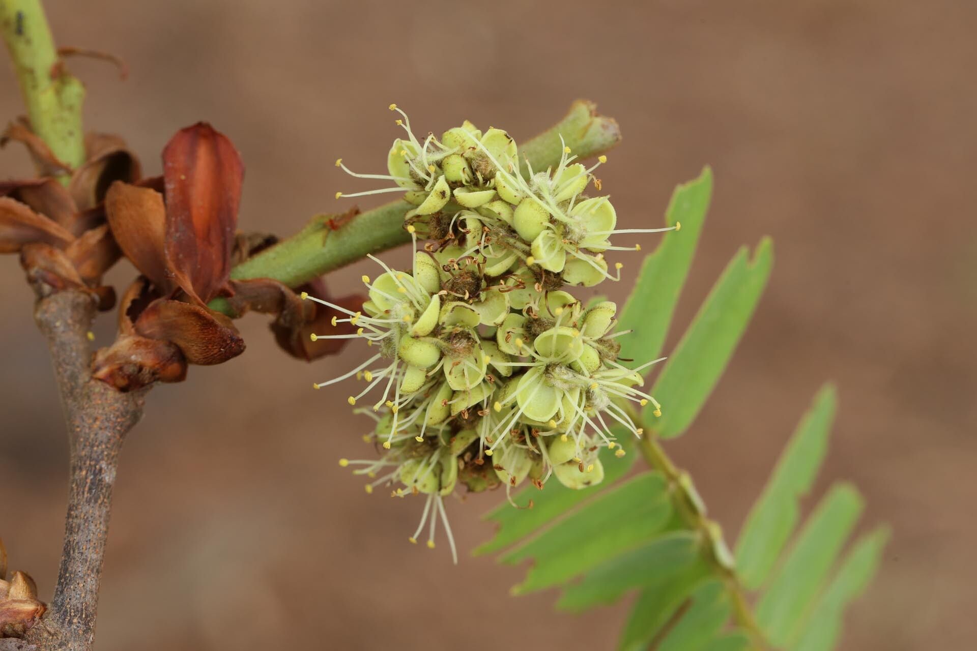 Brachystegia boehmii flower