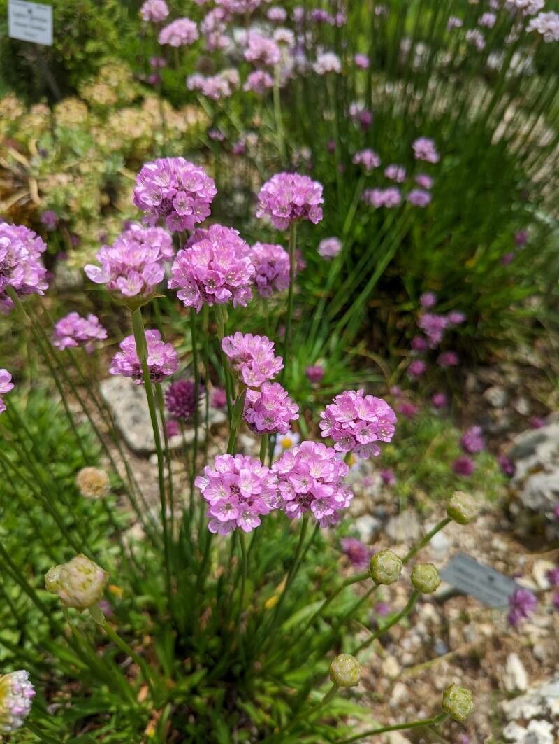 Armeria rumelica flower