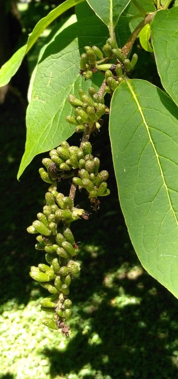 Syringa komarowii fruit