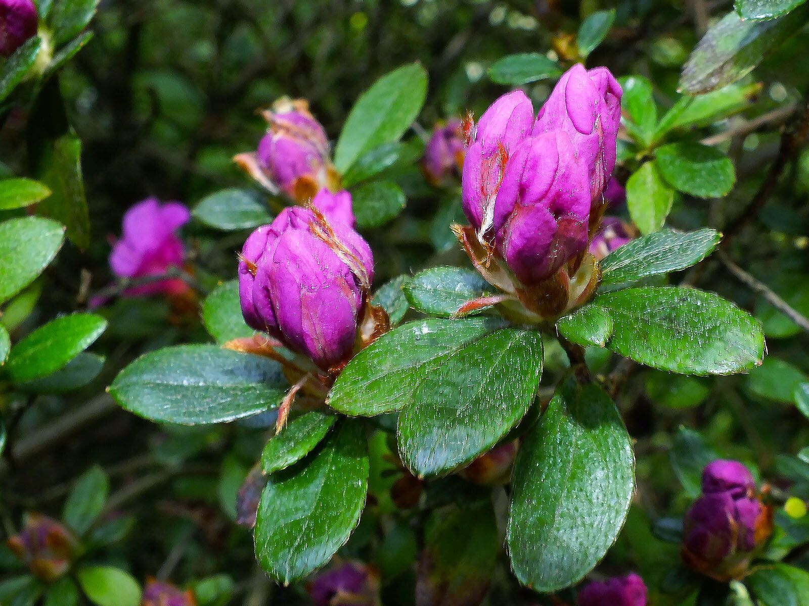 Rhododendron setosum — houseplant care guide