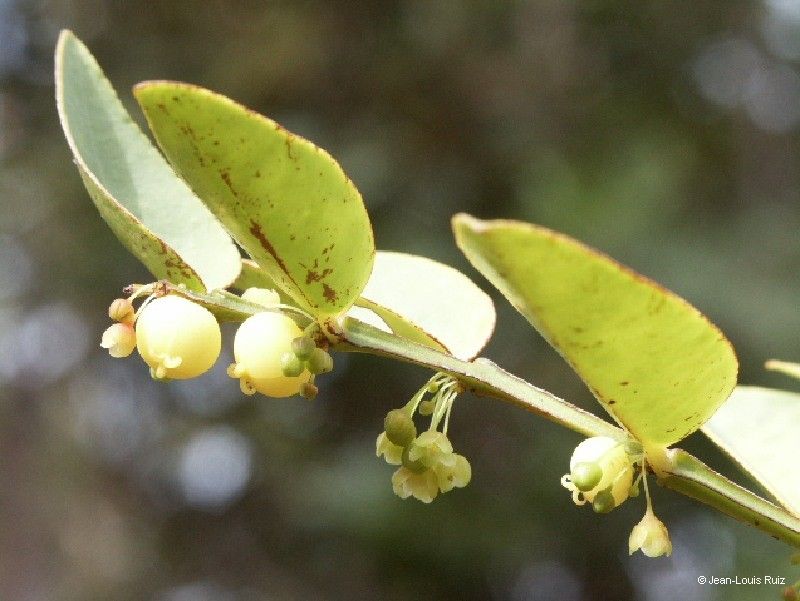Phyllanthus guillauminii — houseplant care guide