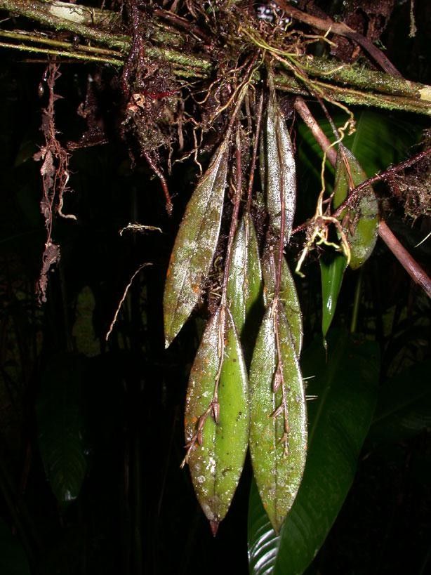 Acianthera verecunda fruit