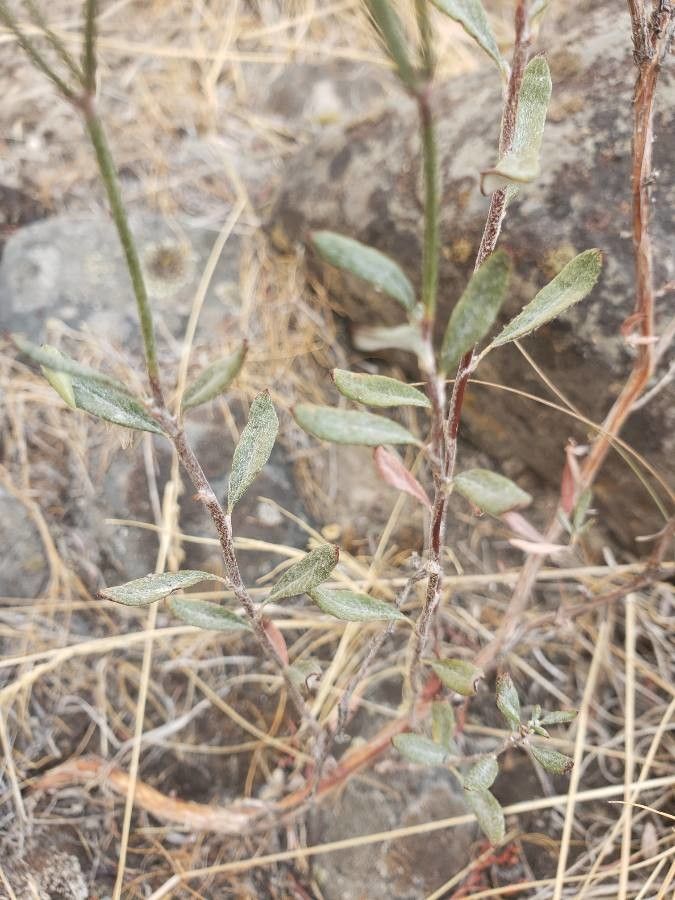 Eriogonum annuum — search result for 'Eriogonum'