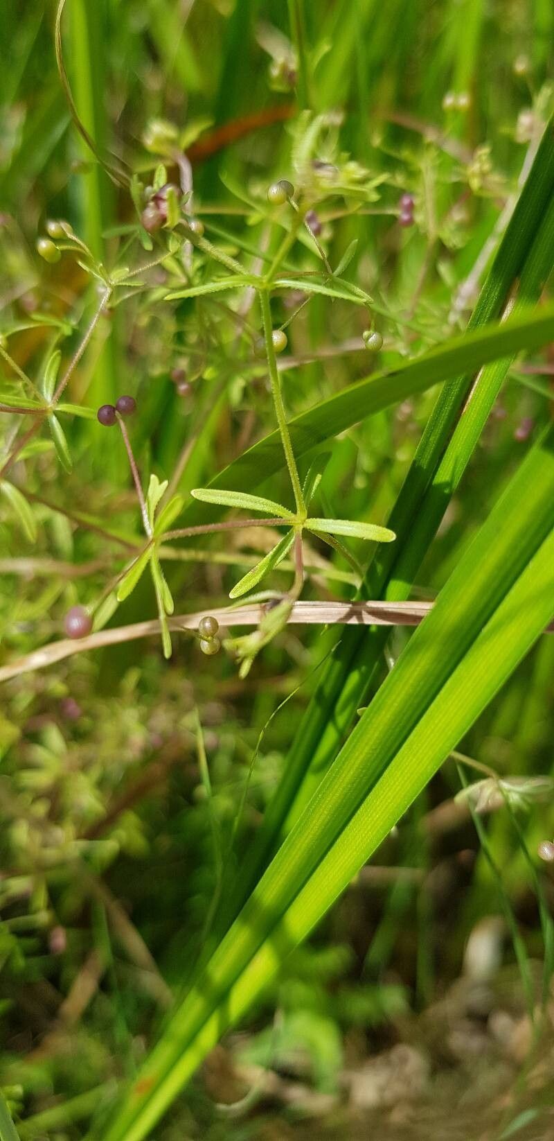 Galium trifidum — search result for 'Ukraine'