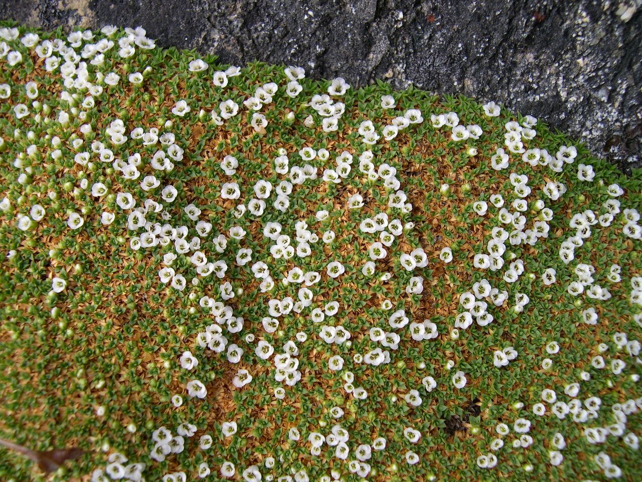 Arenaria polytrichoides — houseplant care guide