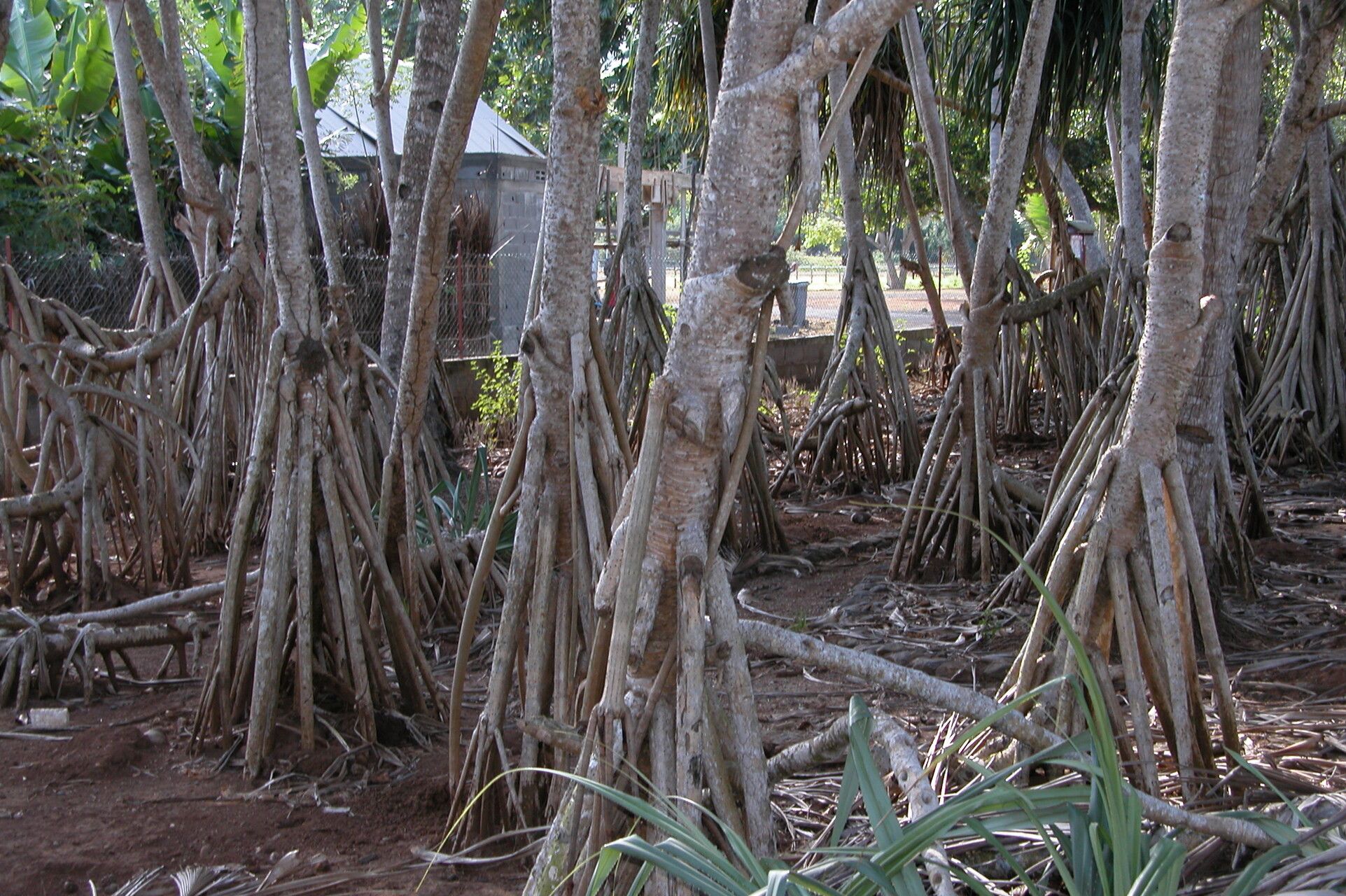 Pandanus maximus — houseplant care guide