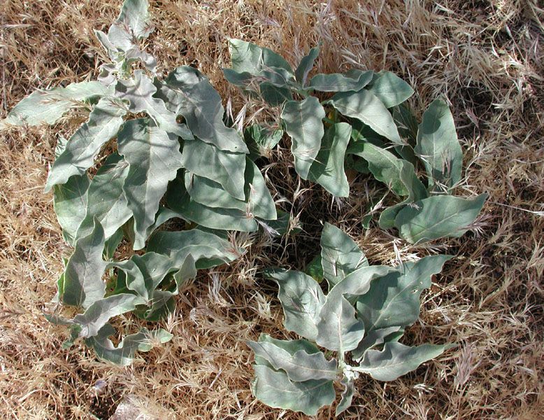 Asclepias nyctaginifolia — search result for 'Asclepias'