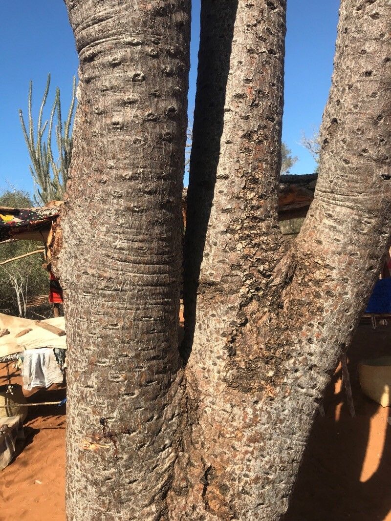 Didierea madagascariensis bark