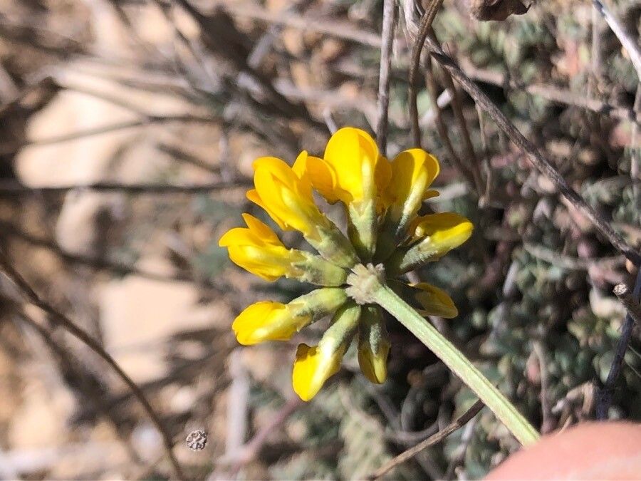 Hippocrepis commutata flower