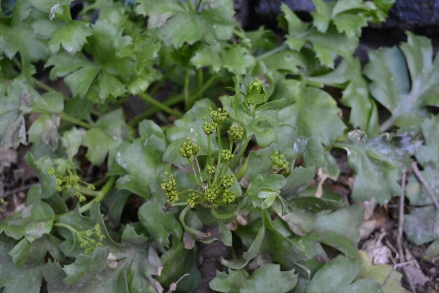 Astydamia latifolia flower