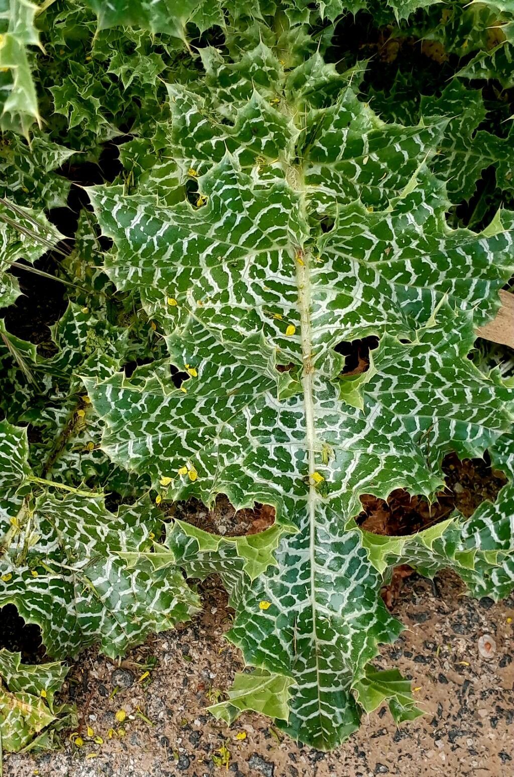 Silybum eburneum — related species from the same genus