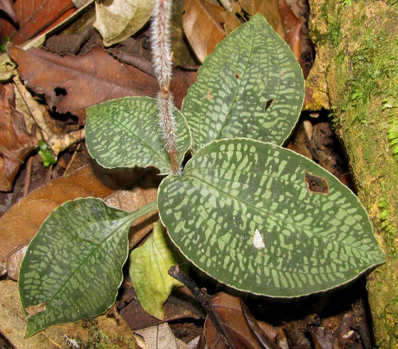Aspidogyne grayumii — related species from the same genus