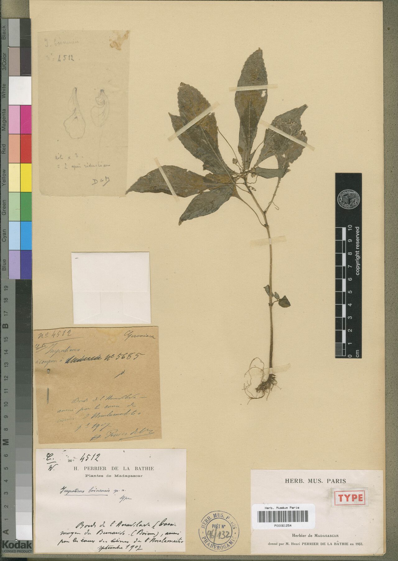 Impatiens boinensis — houseplant care guide