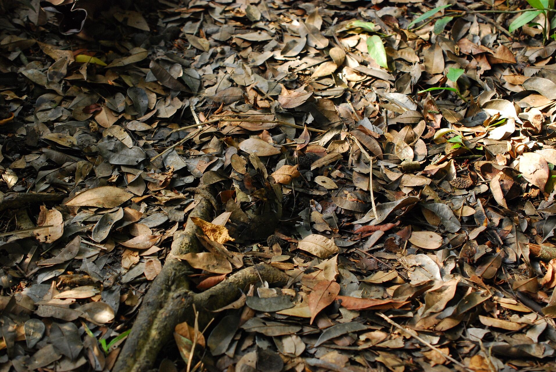 Cynometra mannii habit