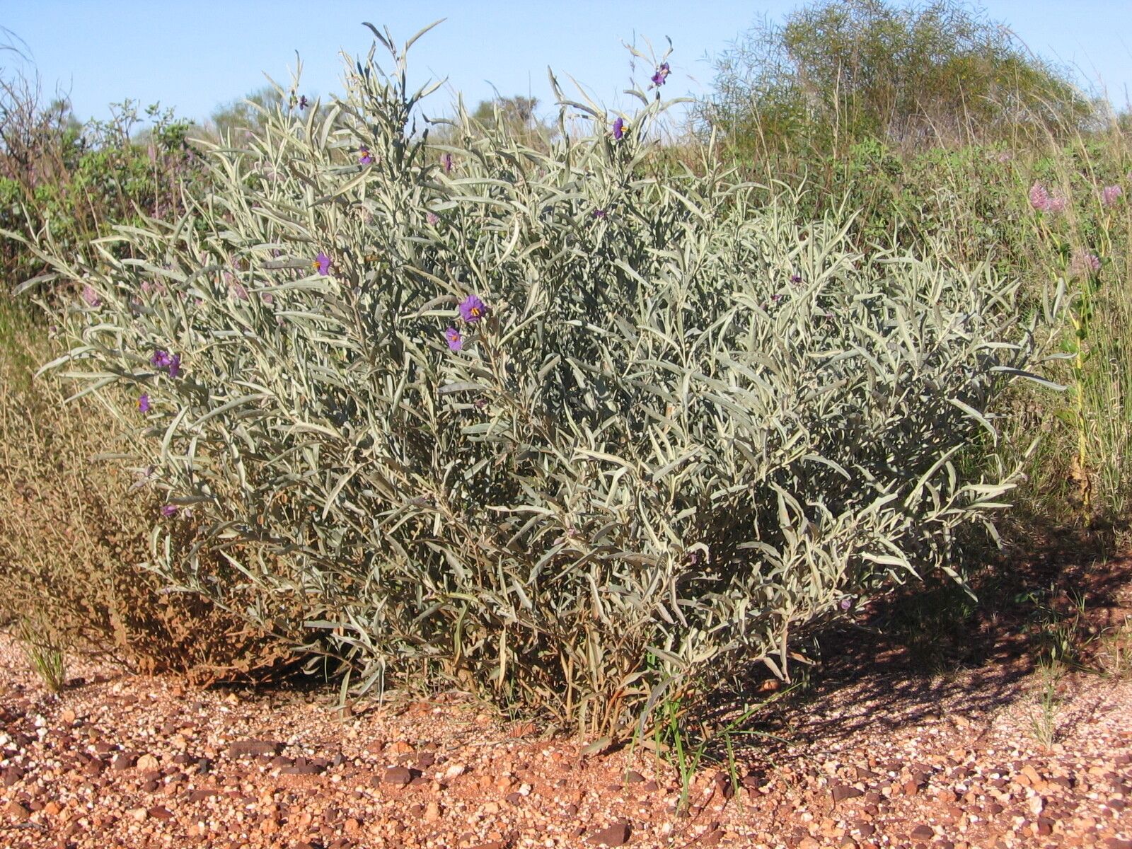 Solanum elatius habit