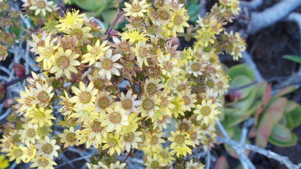 Aeonium glutinosum flower