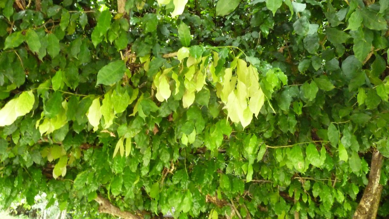 Napoleonaea imperialis habit