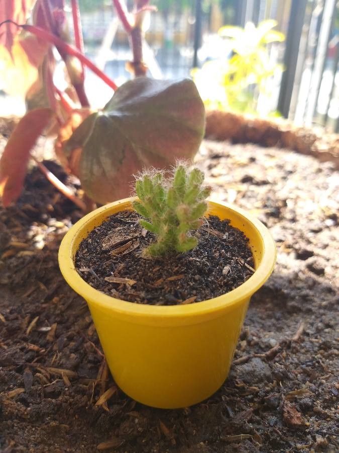 Rhipsalis mesembryanthemoides bark