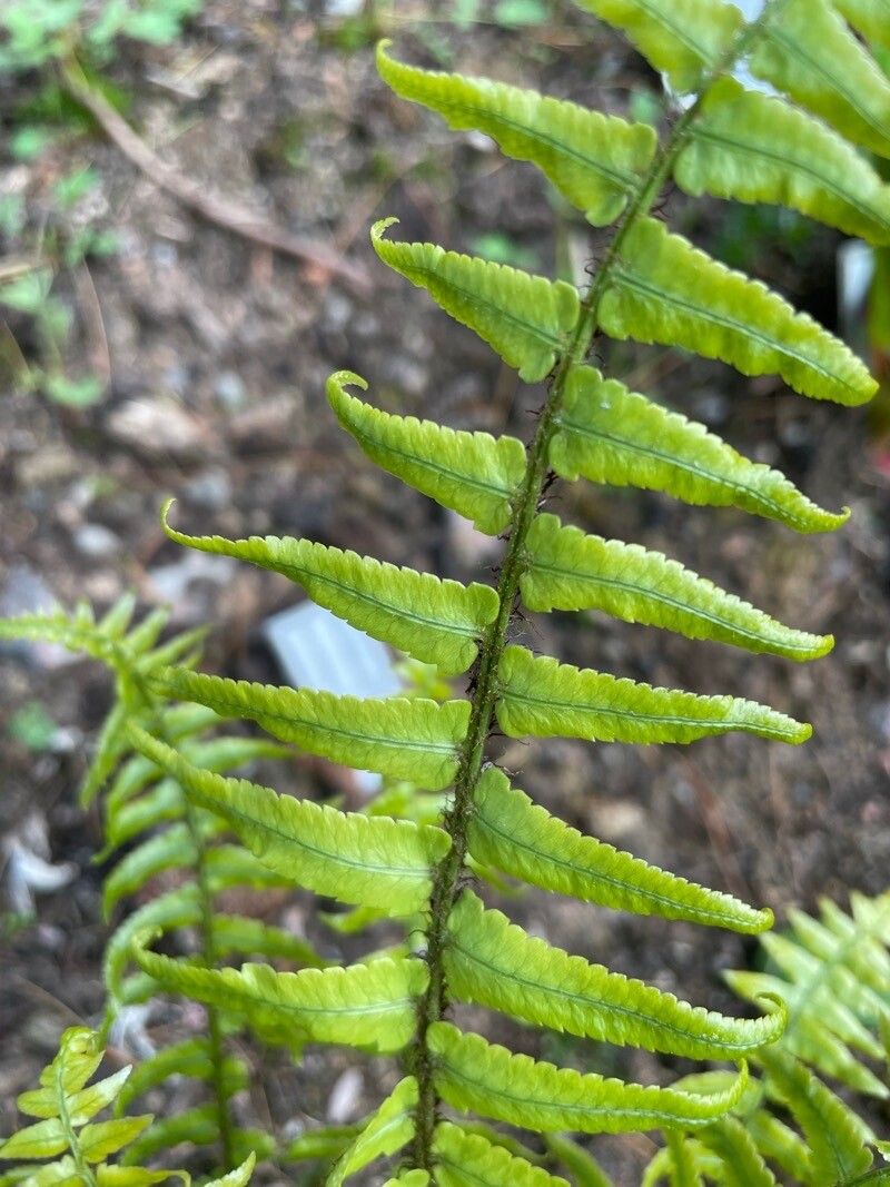 Dryopteris pycnopteroides — search result for 'Dryopteris'