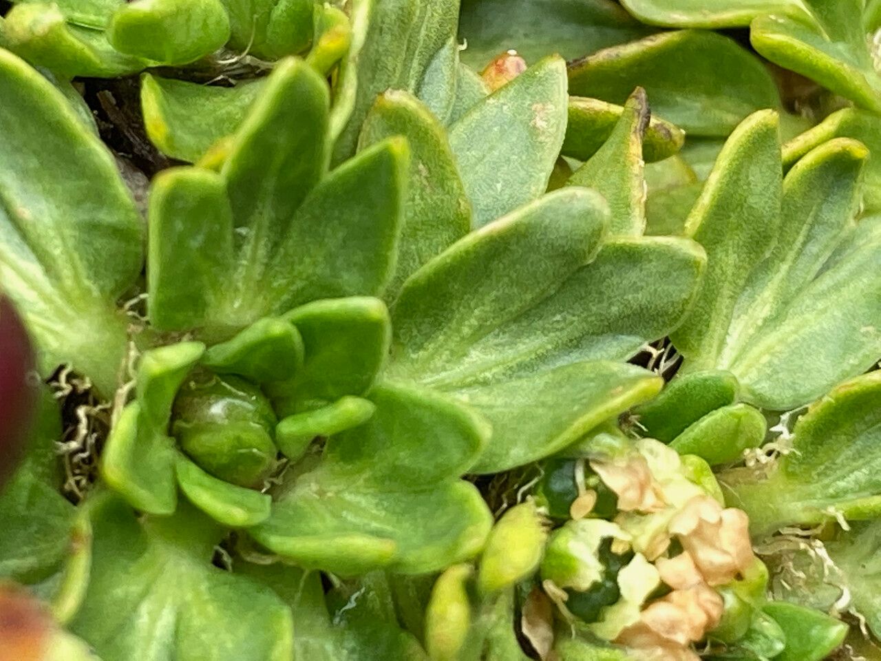 Azorella aretioides leaf