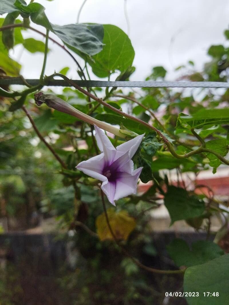 Ipomoea muricata — search result for 'Ipomoea'