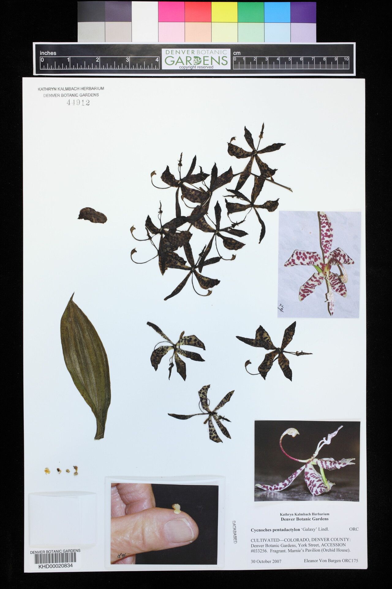 Cycnoches pentadactylon flower