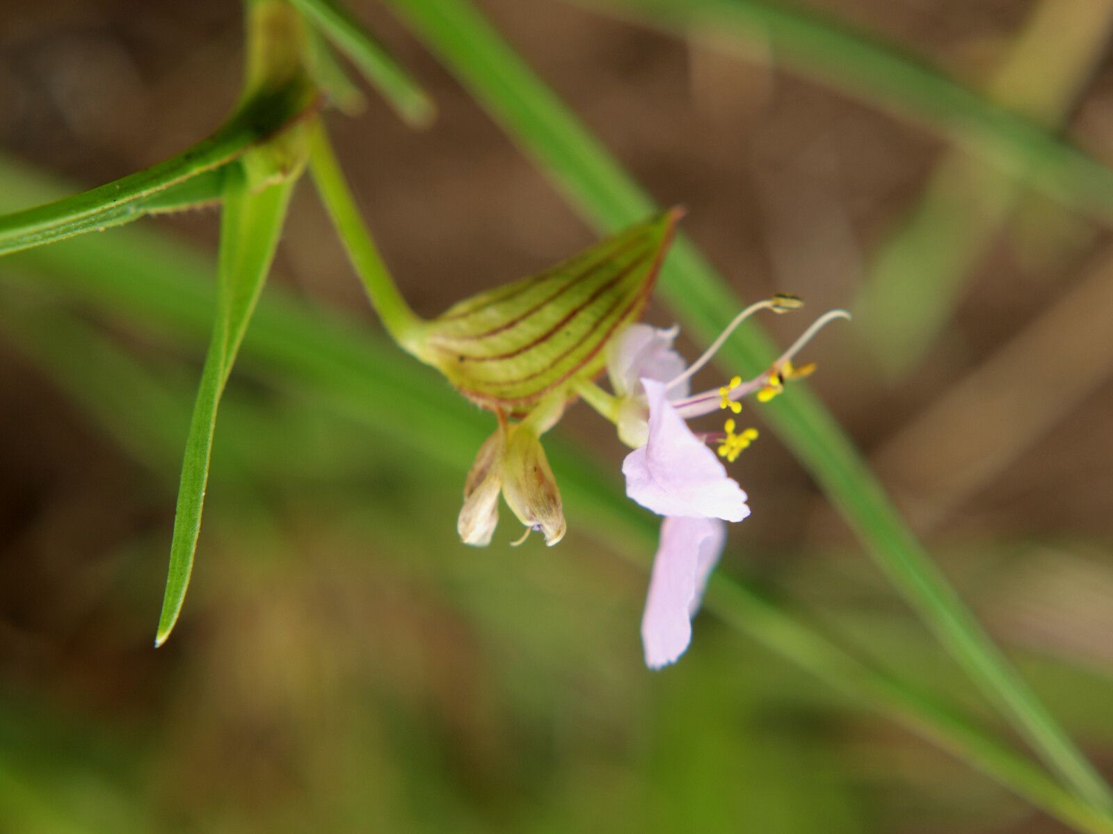 Commelina fluviatilis flower