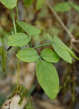 Momordica rostrata — search result for 'Momordica'