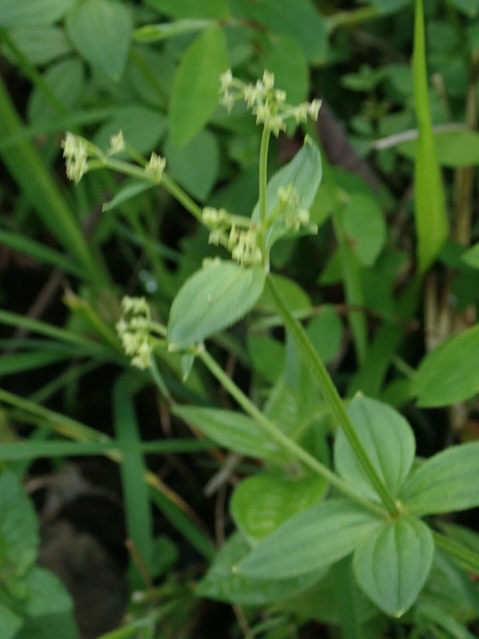 Galium elegans habit