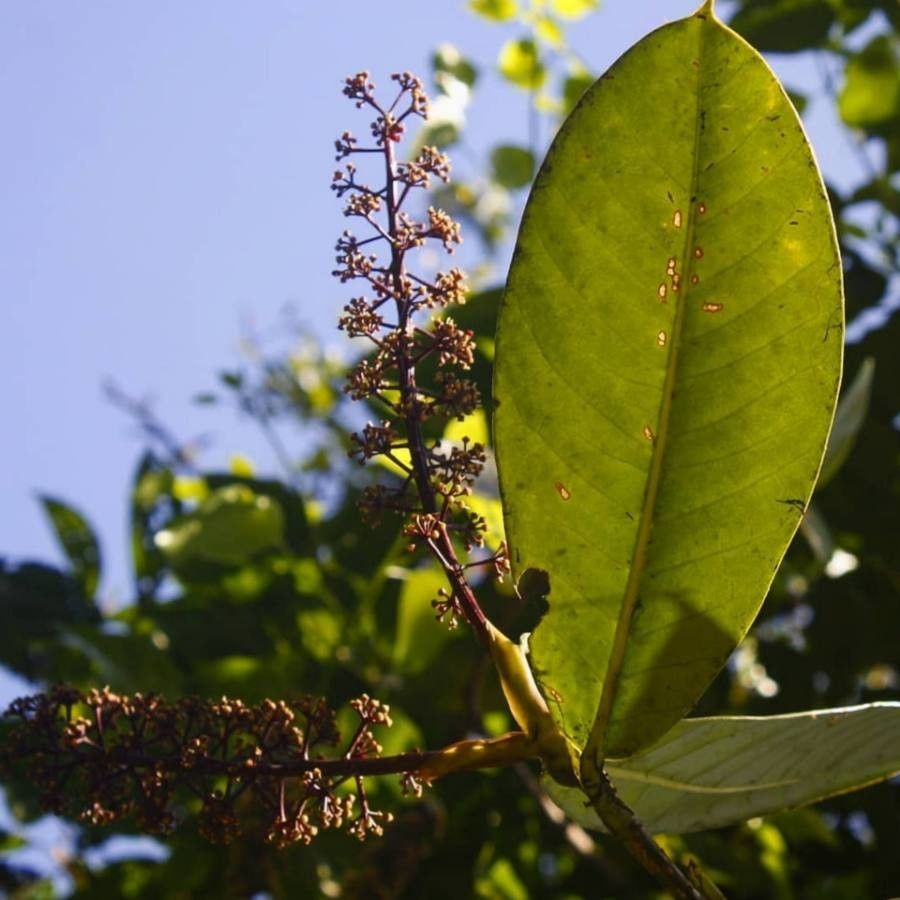 Schefflera epiphytica — search result for 'Schefflera'