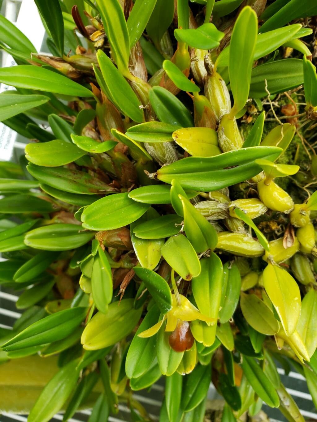 Dendrobium nakaharae — houseplant care guide