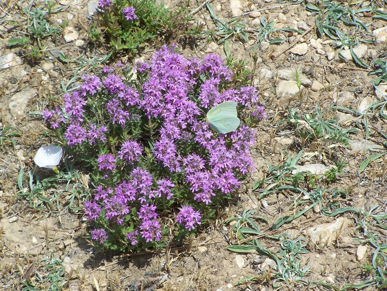 Thymus numidicus flower