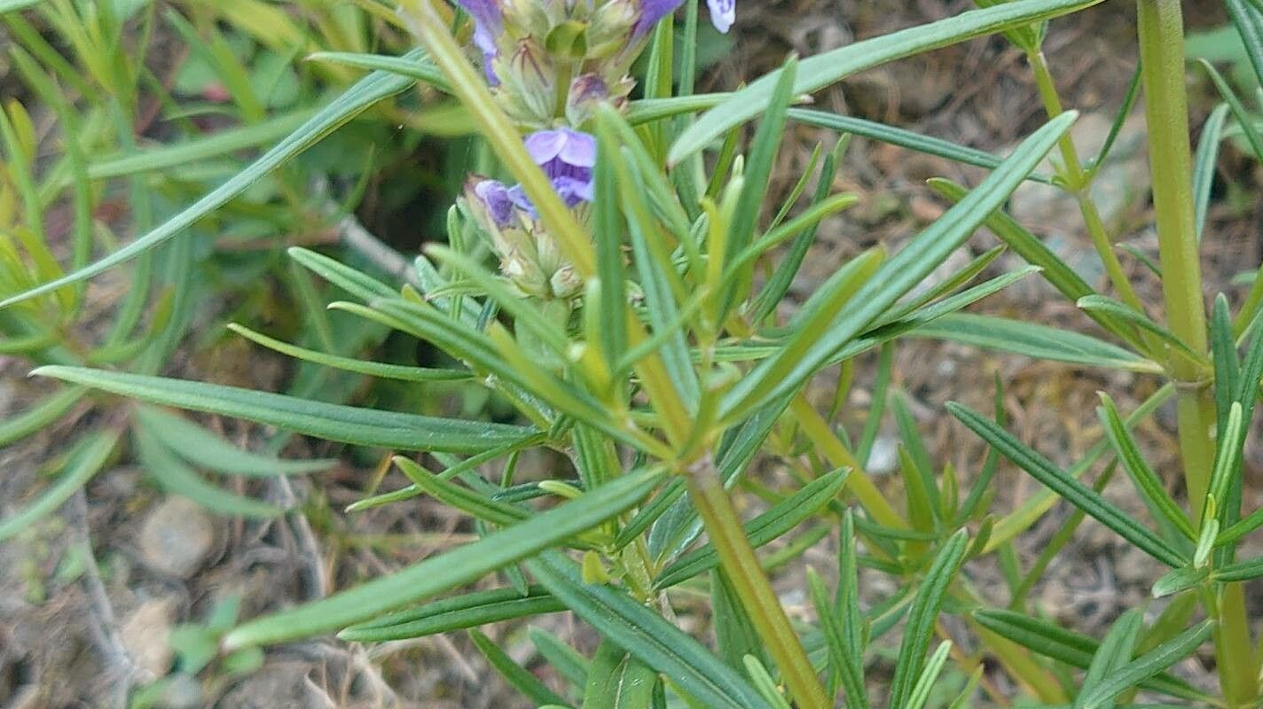 Dracocephalum ruyschiana leaf