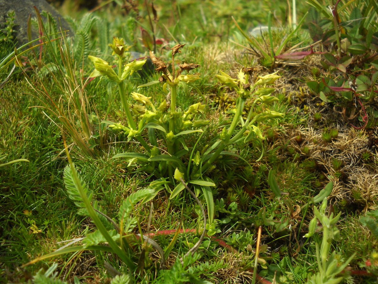 Halenia umbellata — houseplant care guide