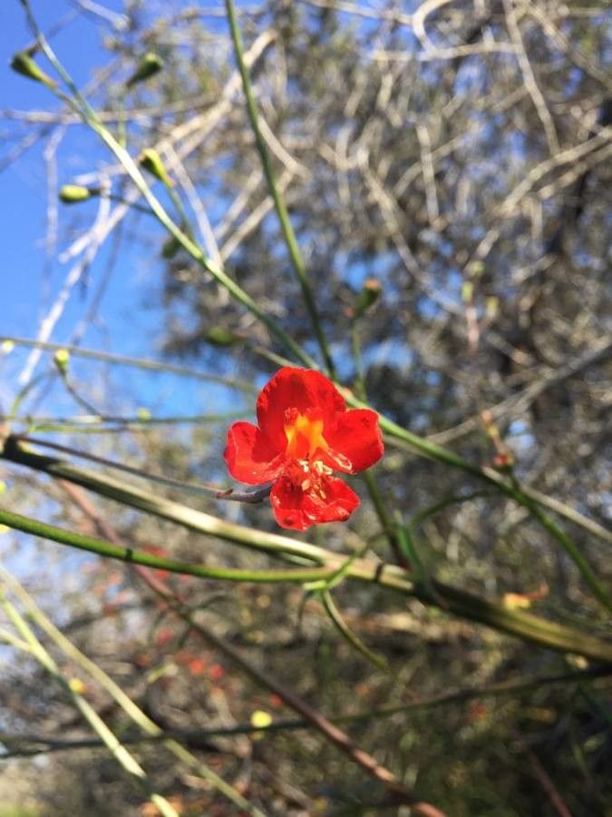 Delphinium cardinale flower