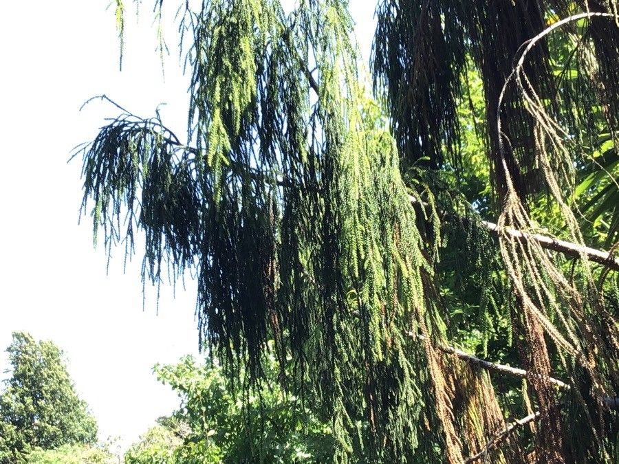 Dacrydium cupressinum — search result for 'New Zealand'