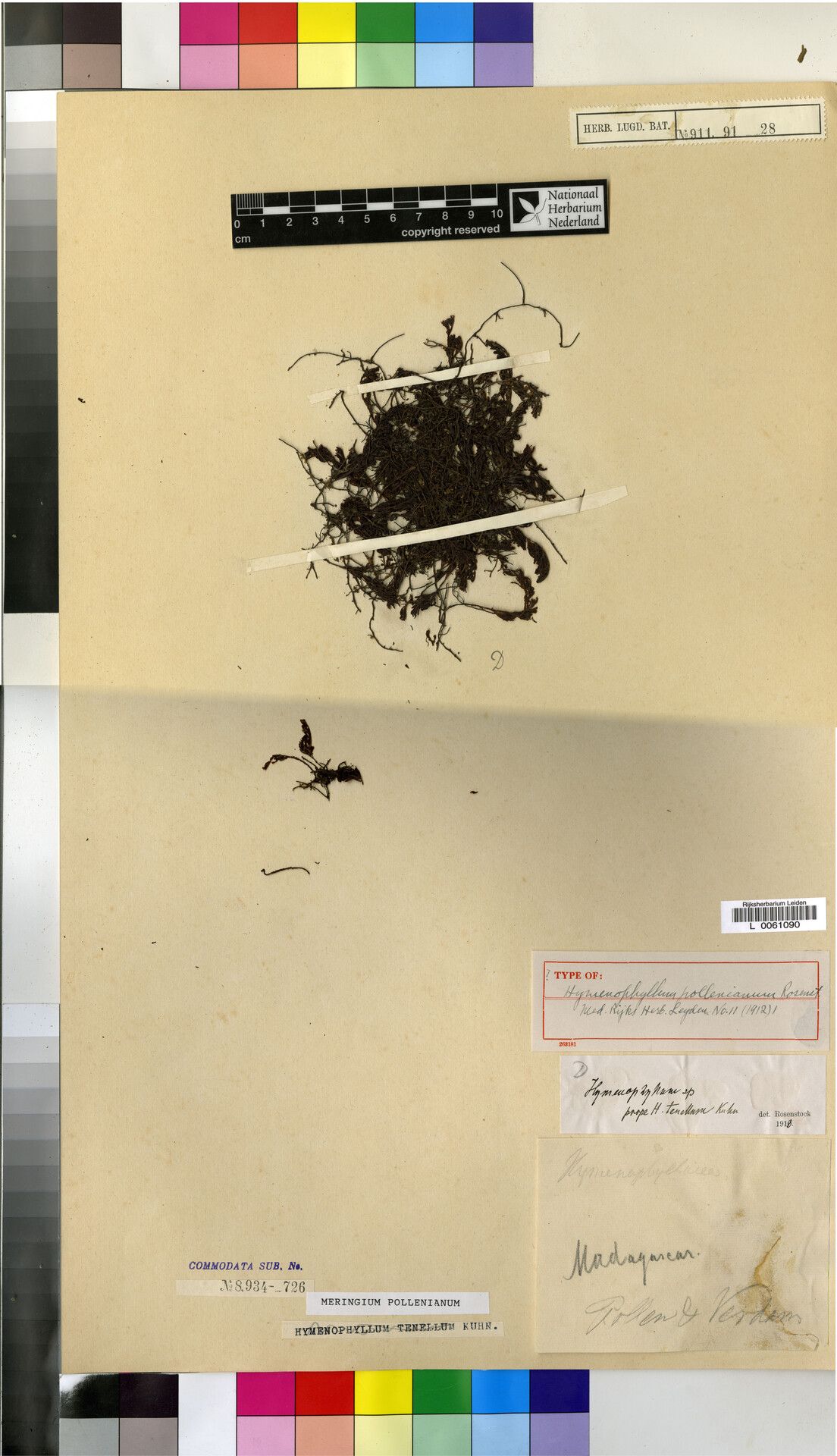 Hymenophyllum pollenianum — houseplant care guide